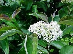Dogwood - Huron Grey