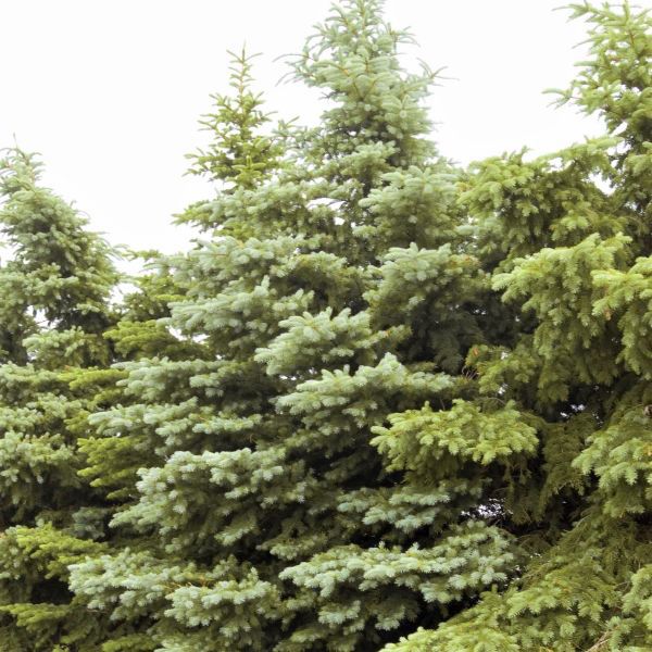 Spruce - Colorado Procumben