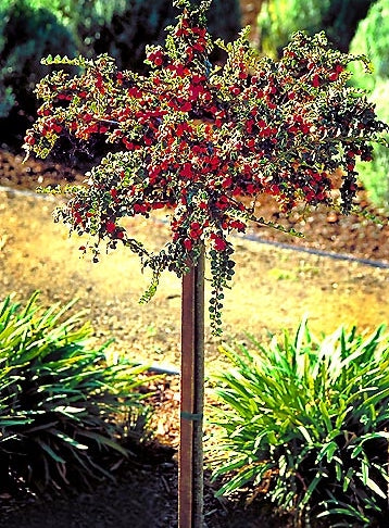 Cotoneaster - Tom Thumb Dwarf