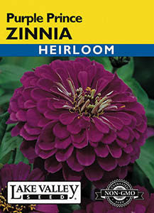 ZINNIA PURPLE PRINCE HEIRLOOM