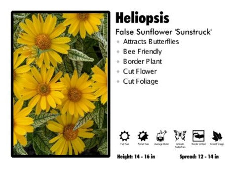 Heliopsis 'Sunstruck' False Sunflower