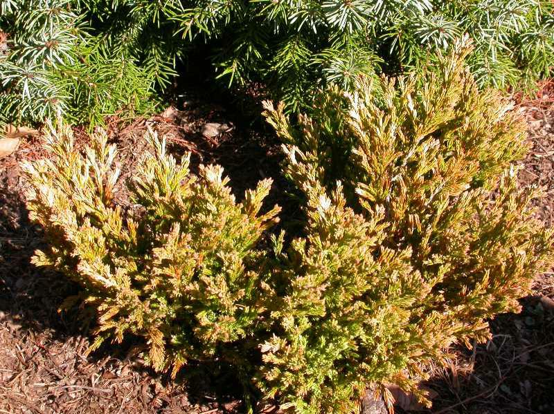 Juniper - Limeglow