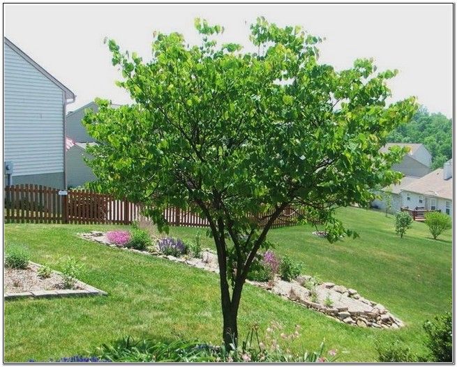 Redbud