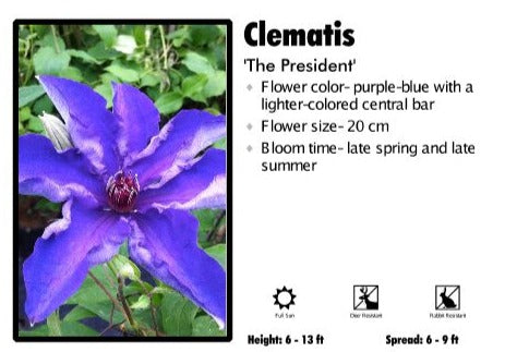 Clematis 'The President'
