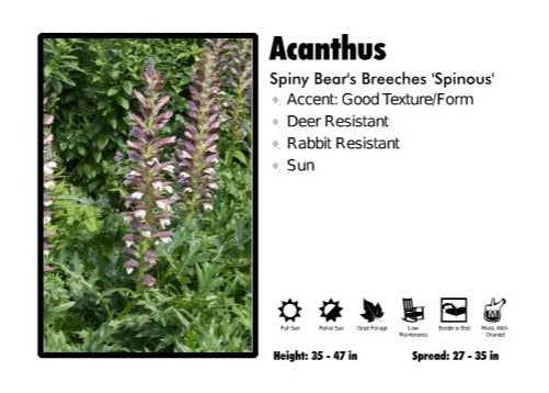 Acanthus 'Spinosus' Spiny Bear's-Breeches