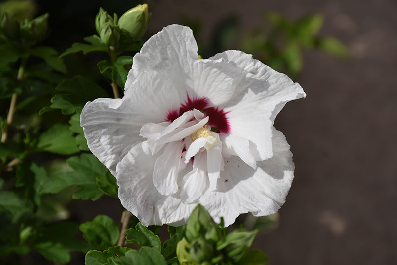 Rose of Sharon - Bali