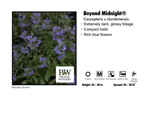 Spirea - Beyond Midnight Bluebeard