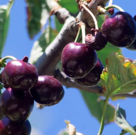 Cherry - Black York
