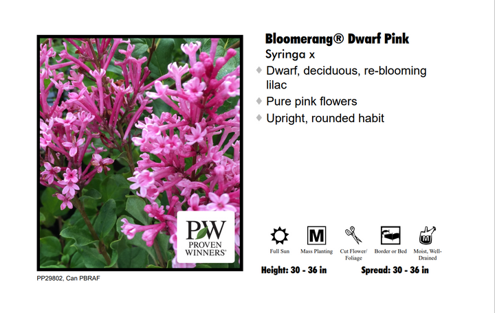 Lilac - Bloomerang Dwarf Pink