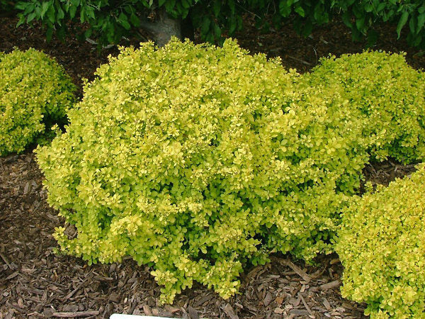 Barberry - Bonanza Gold Dwarf