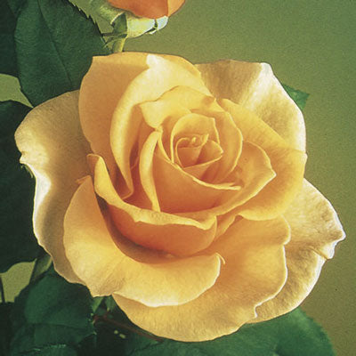 Rose - Brandy Hybrid Tea