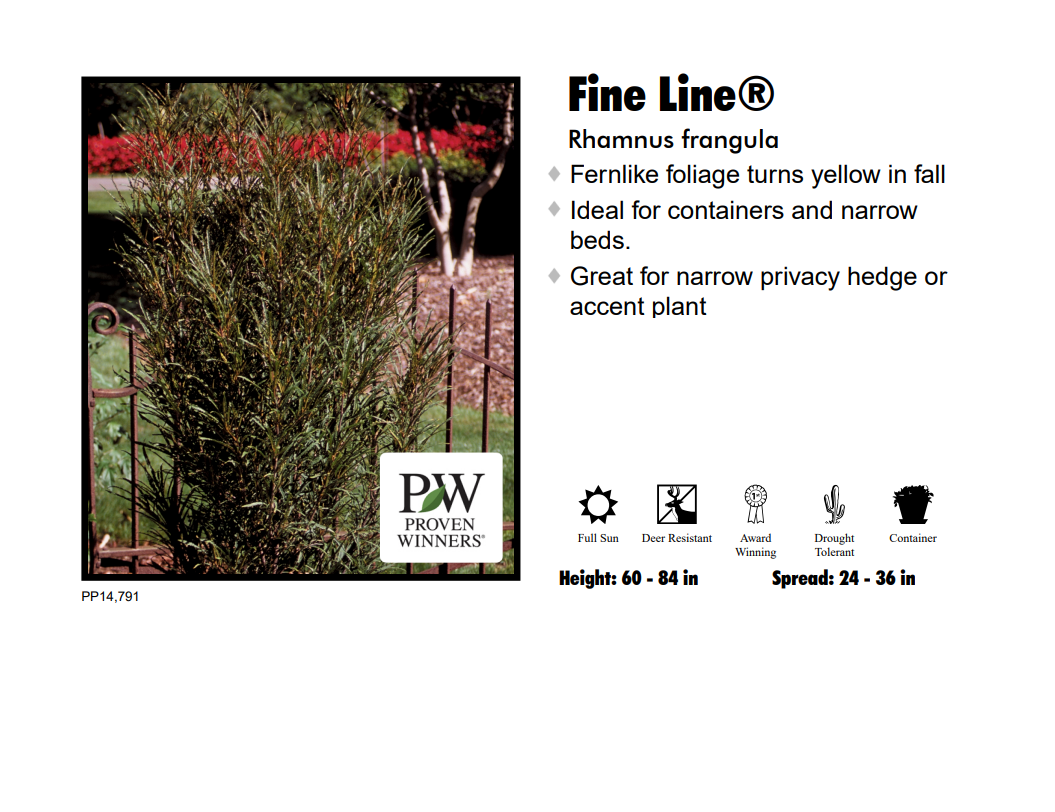 Buckthorn (Tallhedge) - Fine Line