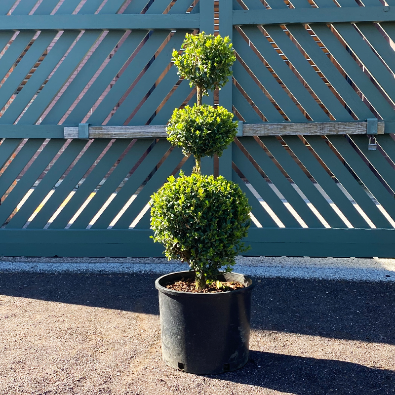 Boxwood - Green Mountain 3 Ball