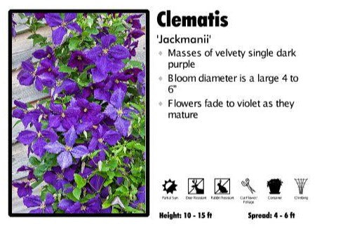 Clematis 'Jackmanii'