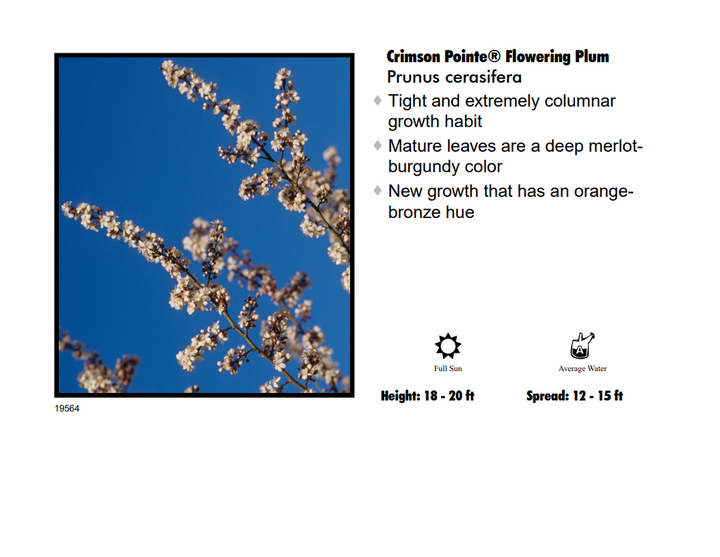 Plum - Crimson Point Columnar