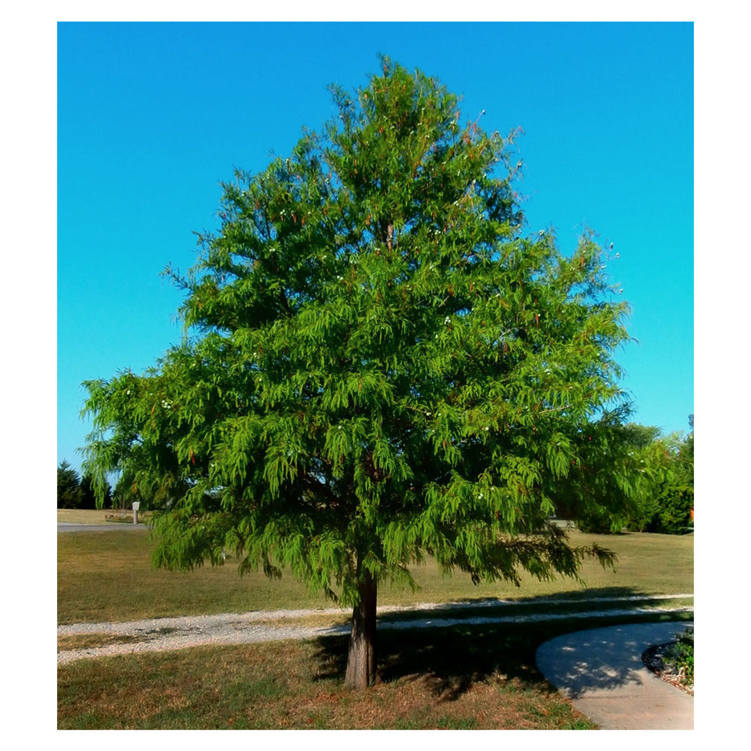 Bald Cypress
