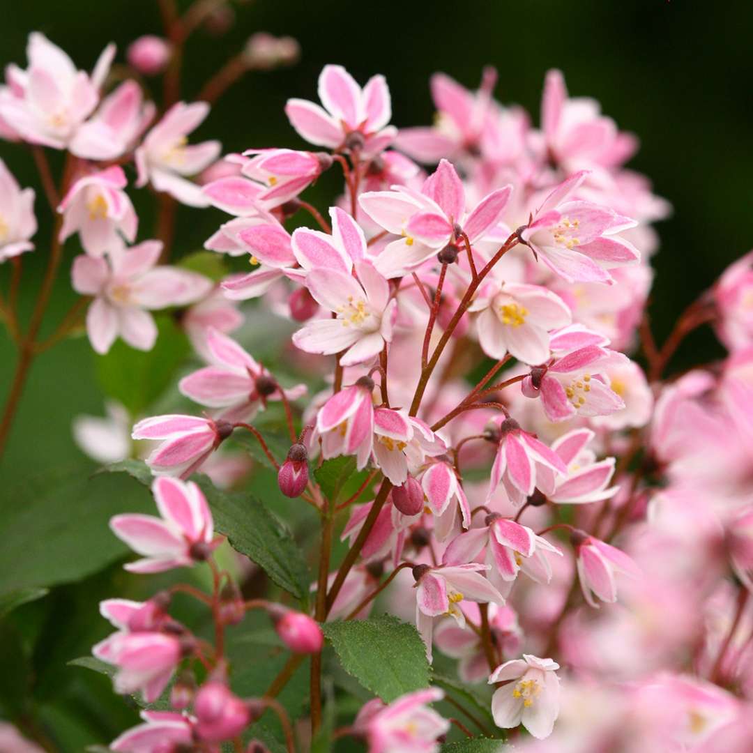 Deutzia - Pink and White 2 in 1