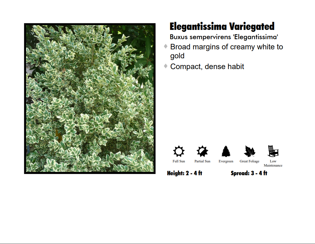 Boxwood - Jacqueline Hillier