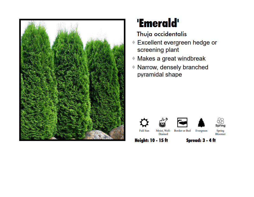 Arborvitae - Emerald Green