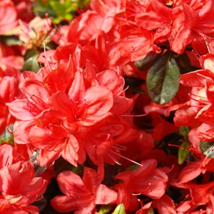 Azalea - Stewarstonian Red