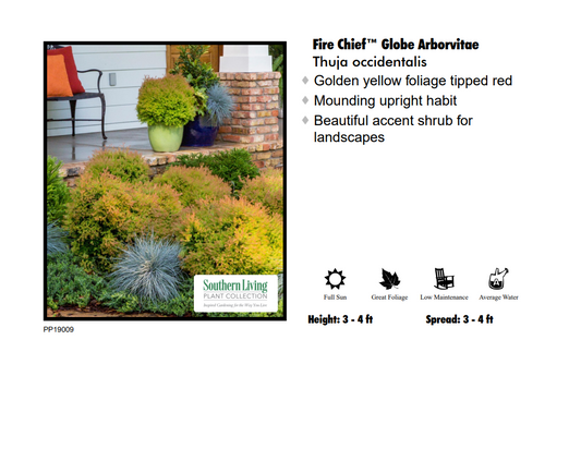 Arborvitae - Fire Chief