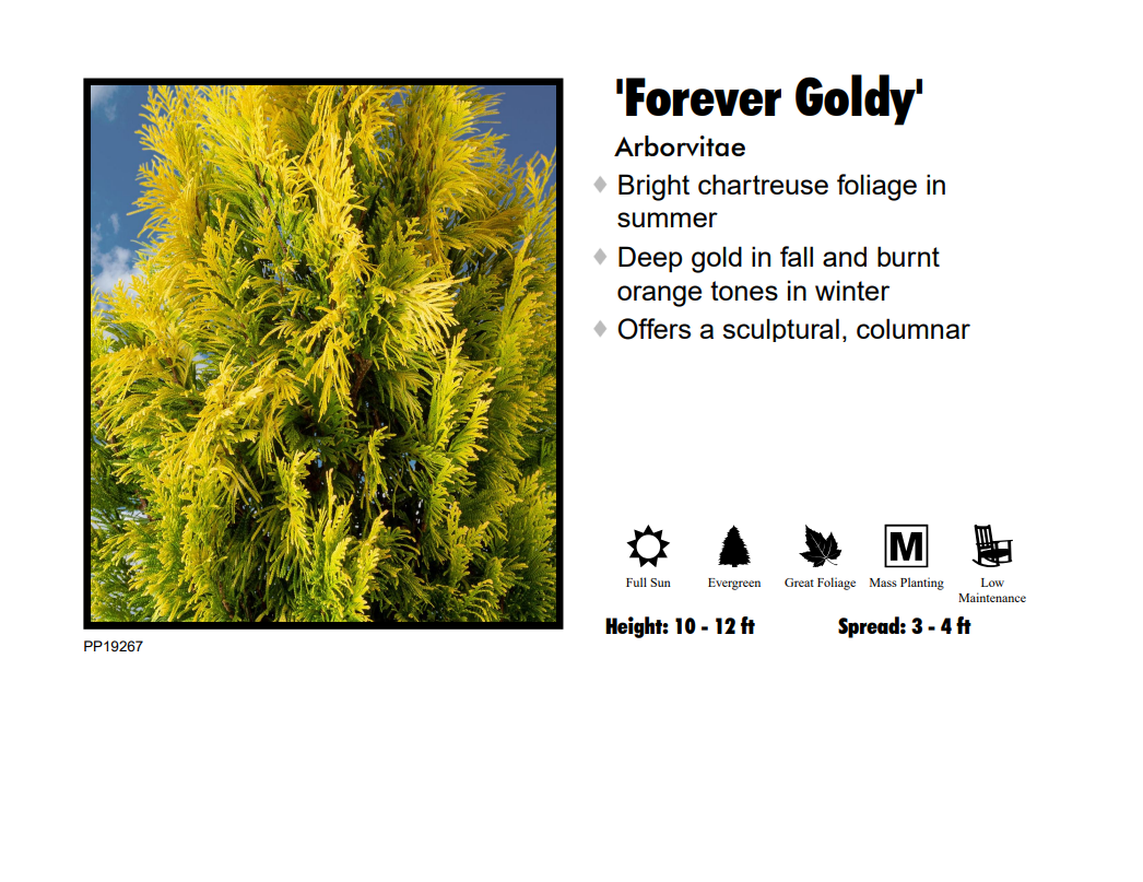 Arborvitae - Forever Goldy