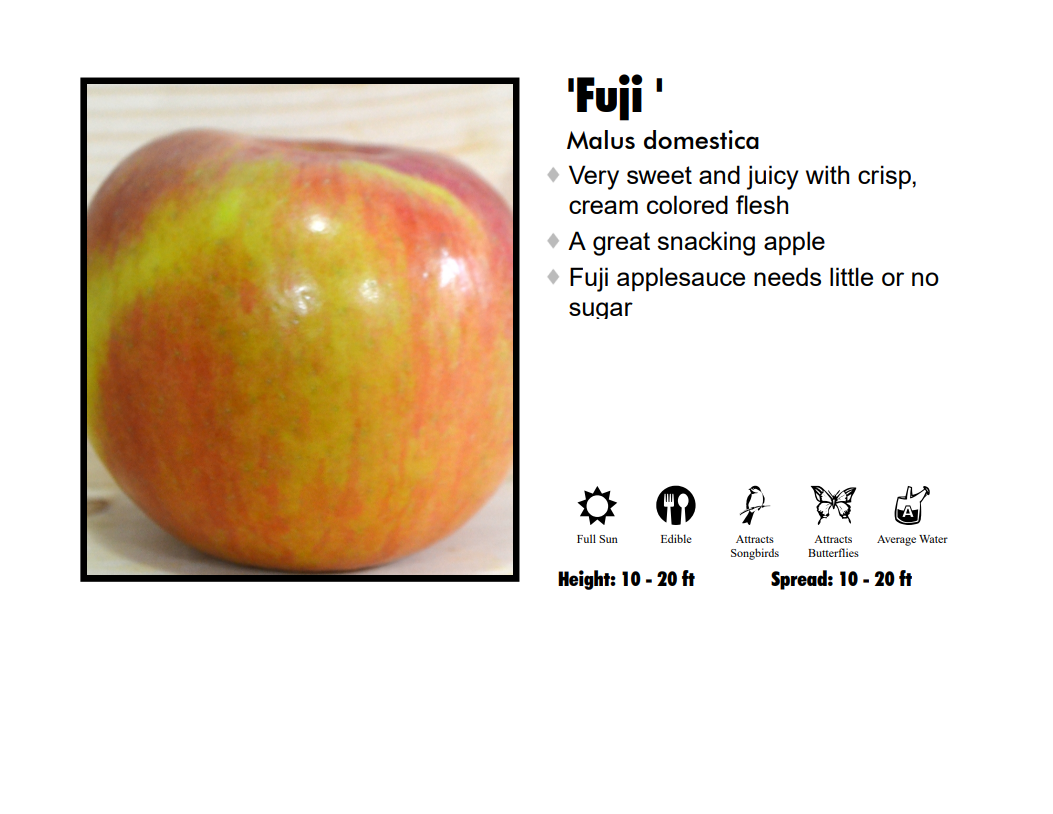 Apple - Fuji Red