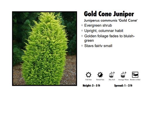 Juniper - Gold Cone