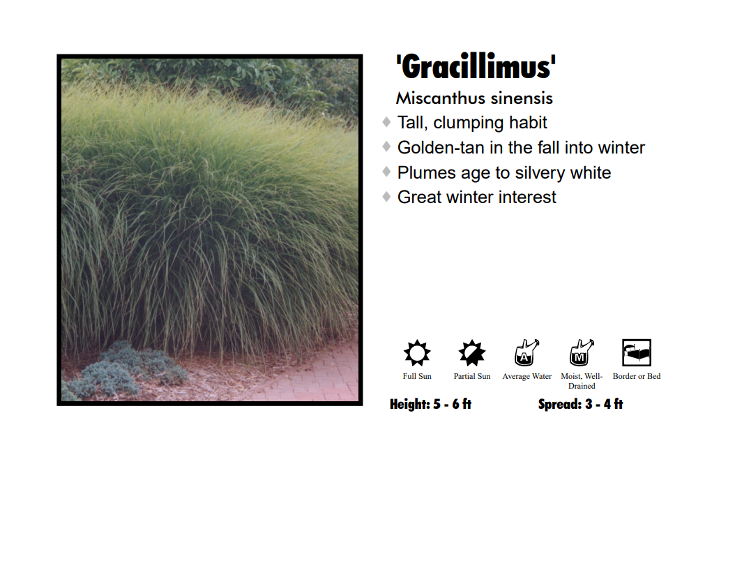 Maiden Grass - Gracillimus