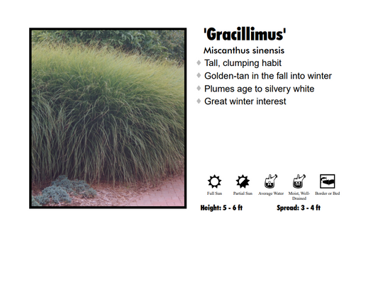 Maiden Grass - Gracillimus