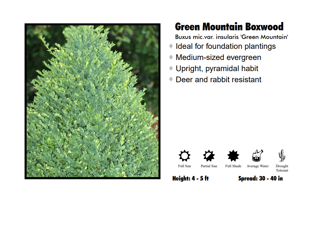 Boxwood - Green Mountain Pyramidal