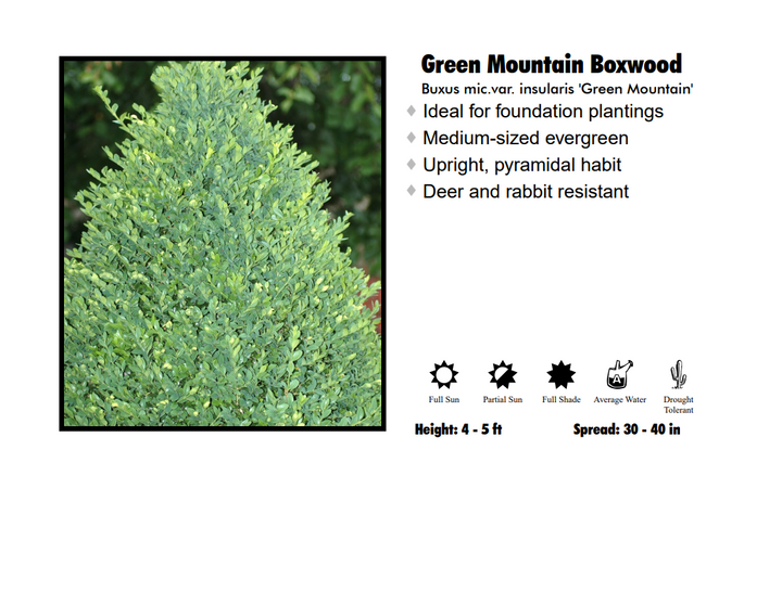 Boxwood - Green Mountain Pyramidal