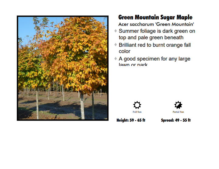 Maple - Green Mountain Sugar Calip