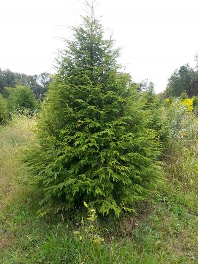 Canadian Hemlock