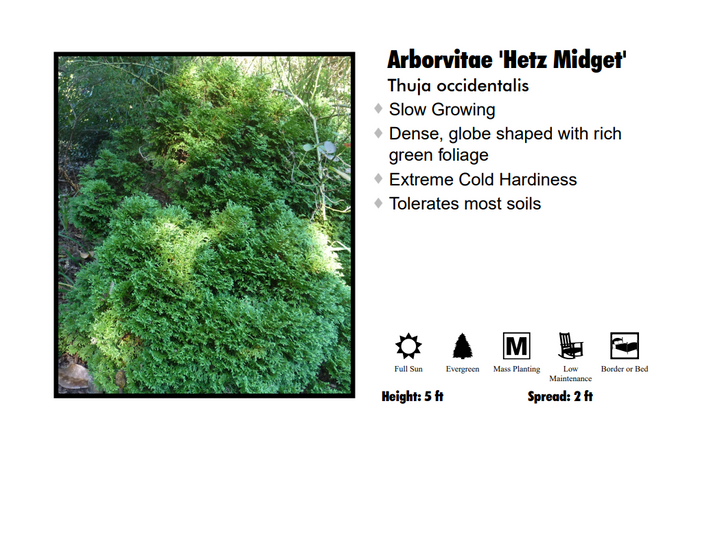 Arborvitae - Hetz Midget