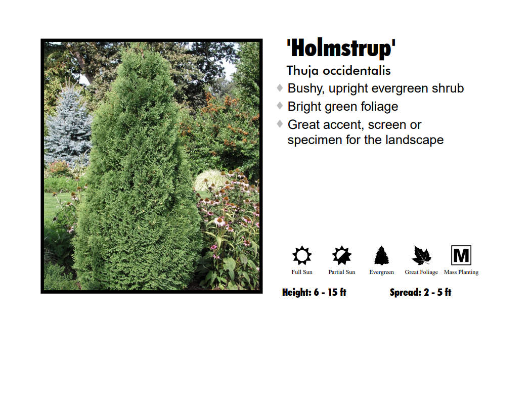 Arborvitae - Holmstrup