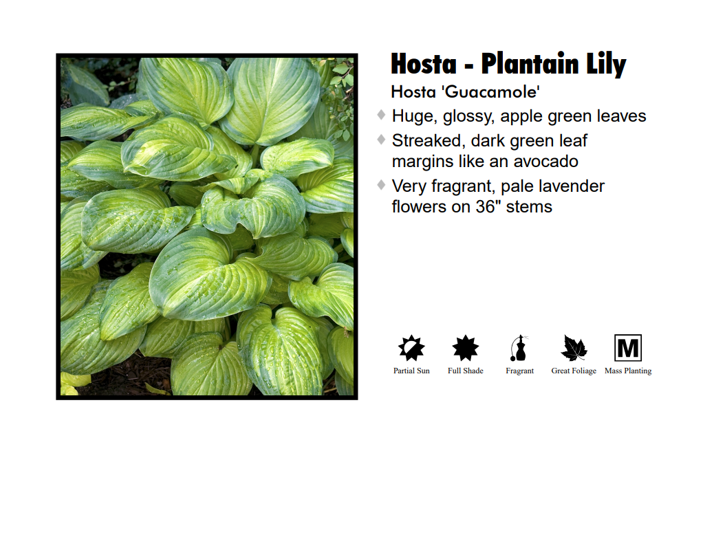 Hosta - Guacamole