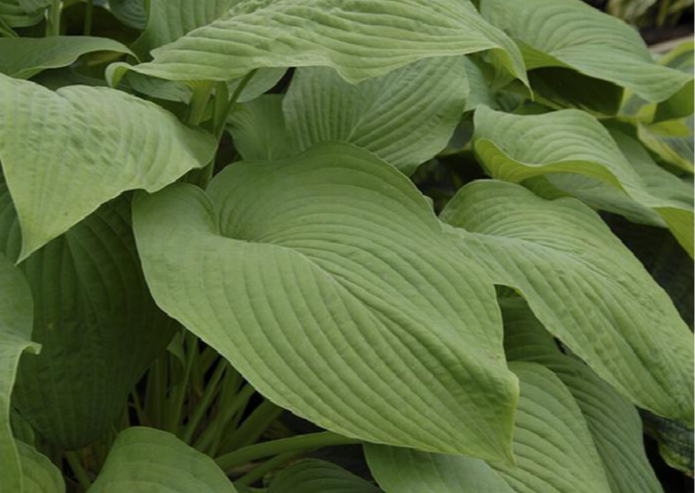 Hosta 'T-Rex'