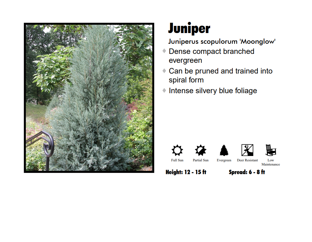 Juniper - Moonglow