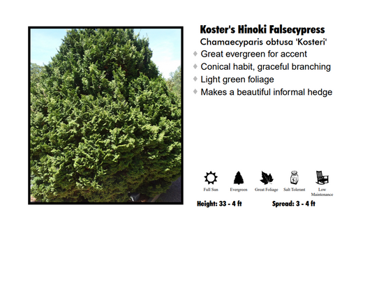 Hinoki Cypress - Kosteri