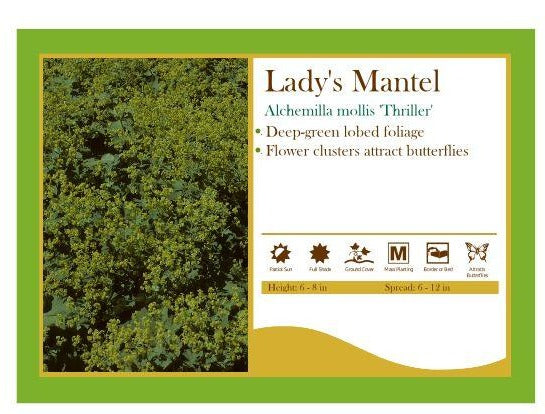 Alchemilla Mollis 'Thriller’ Lady's Mantel