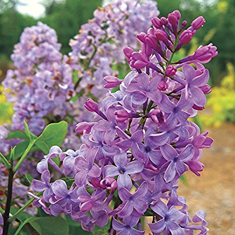 Lilac - Tiny Dancer Violet Purple