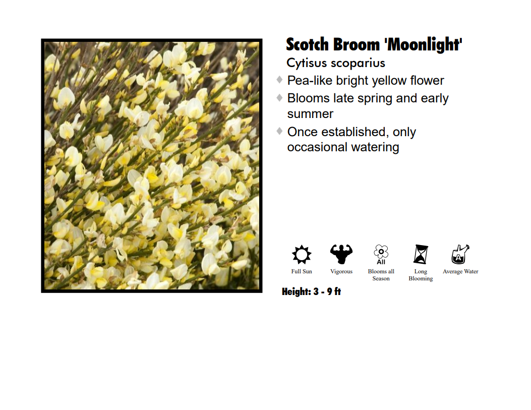 Scotchbroom - Moonlight