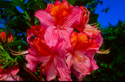 Azalea - Mount Saint Helens Salmon Pink