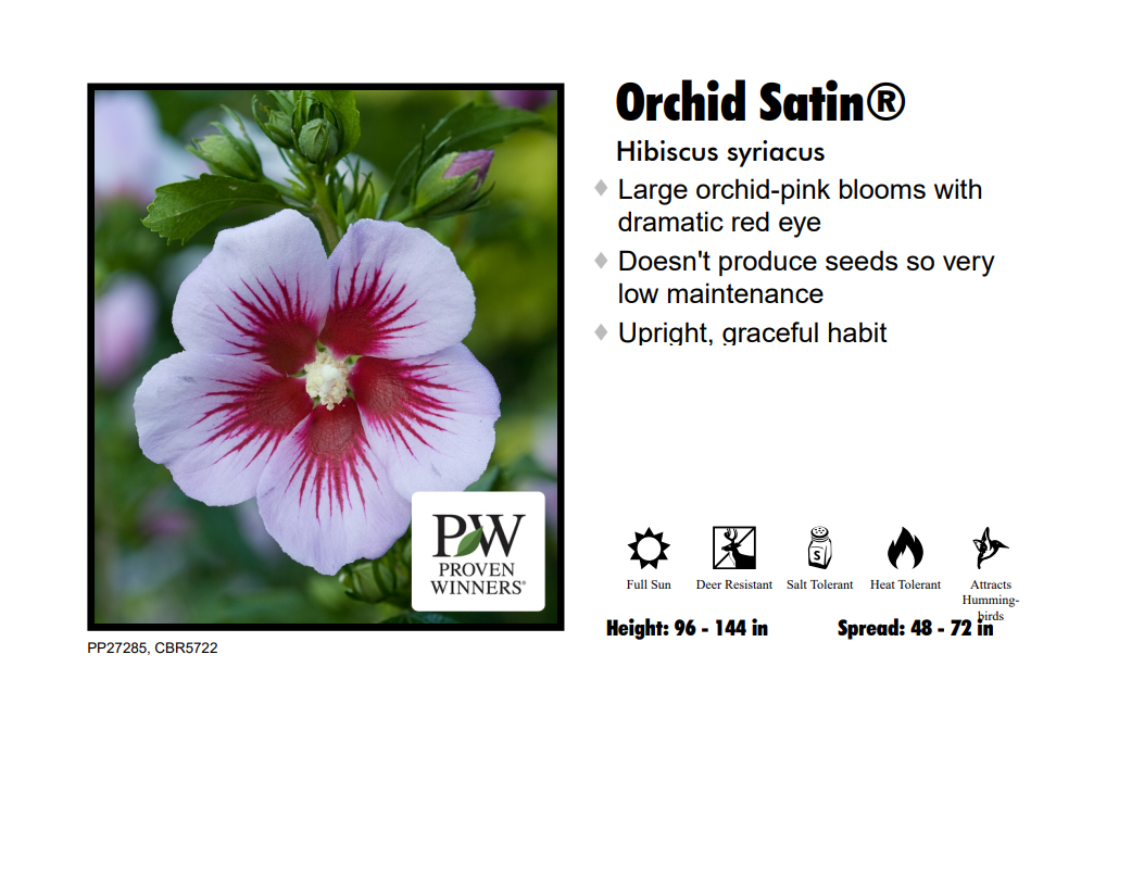 Rose of Sharon - Orchid Satin
