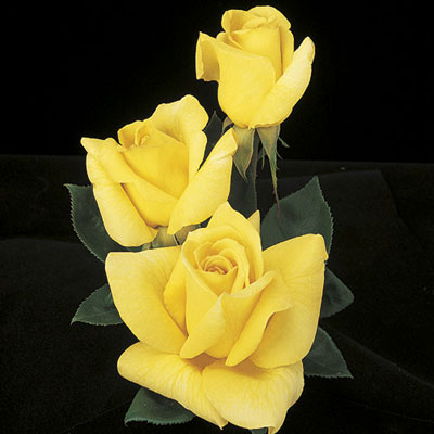 Rose - Oregold Hybrid Tea Deep Yellow Gold