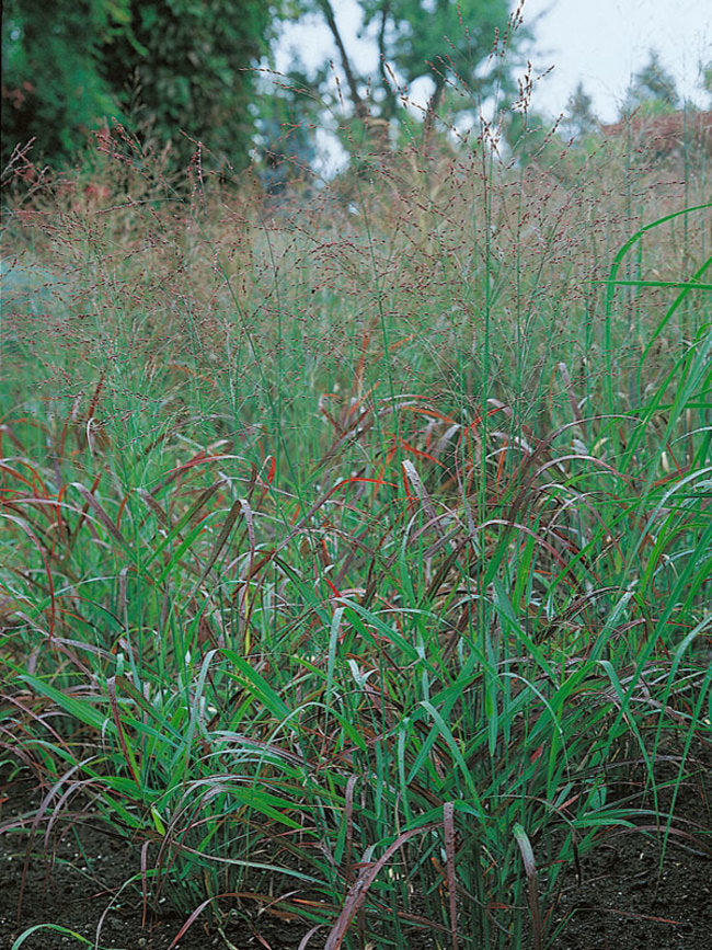 Switch Grass - Rey's Red Switch