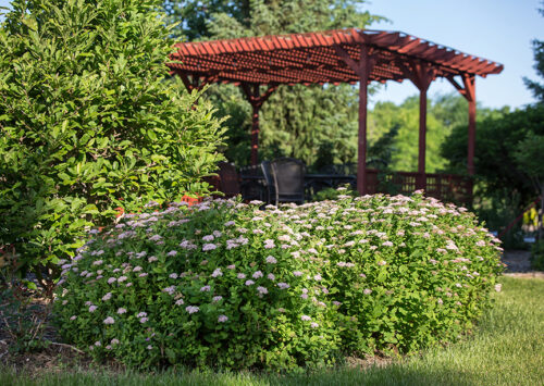 Spirea - Pink Sparkler