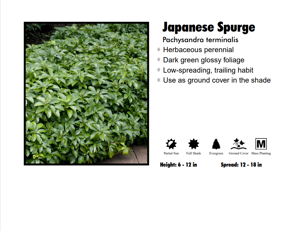 3 for 30 6 PACK PACHYSANDRA