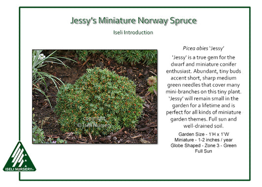 Spruce - Jessy's Miniature Norway
